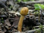 Cordyceps gracilis