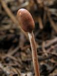 Cordyceps larvicola