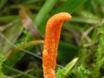 Cordyceps militaris