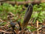 Cordyceps ophioglossoides