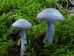 Cortinarius alboviolaceus