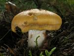 Cortinarius allutus