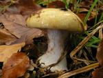 Cortinarius anserinus