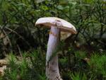 Cortinarius azureus