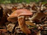 Cortinarius bolaris