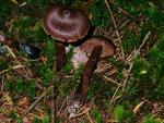 Cortinarius brunneus