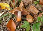 Cortinarius buillardii