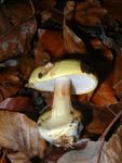 Cortinarius calochrous