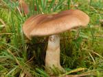 Cortinarius caninus