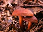 Cortinarius cinnabarinus