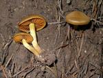 Cortinarius cinnamomeus