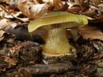 Cortinarius citrinus