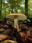 Cortinarius elegantissimus