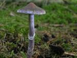 Cortinarius evernius