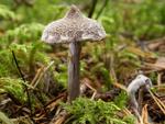 Cortinarius flexipes