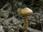 Cortinarius hinnuleus