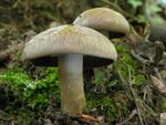 Cortinarius infractus