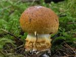 Cortinarius saginus