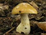 Cortinarius olidus