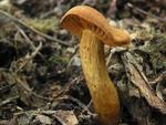 Cortinarius orellanus