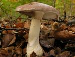 Cortinarius praestans