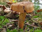 Cortinarius purpureus