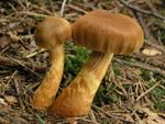 Cortinarius rubellus