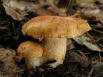 Cortinarius rubicundulus