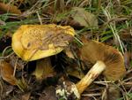 Cortinarius splendens