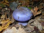 Cortinarius terpsichores