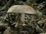 Cortinarius torvus