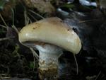 Cortinarius trivialis