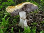 Cortinarius varius