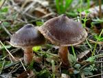 Cortinarius vernus