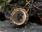 Cyathus striatus