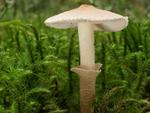 Cystoderma carcharias