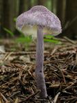 Cystolepiota bucknallii