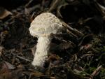 Cystolepiota hetieri