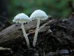 Cystolepiota seminuda