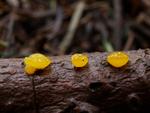 Dacrymyces