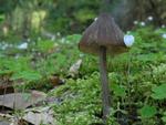 Entoloma hirtipes