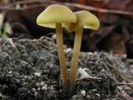 Entoloma pleopodium