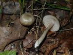 Entoloma rhodopolium