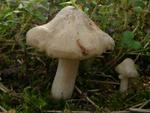 Entoloma saepium