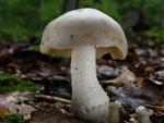 Entoloma sinuatum