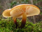 Flammulina