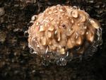 Fomitopsis