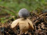 Geastrum quadrifidum