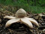 Geastrum rufescens