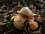 Geastrum triplex